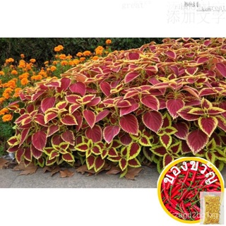 เมล็ด seeds ดอกไม้ สวน สวน ดอกทานตะวัน ดอกไม้ หญ้า กะหล่ำปลี กุหลาบ42.Coleus/彩叶草เมล็ด20จดหมายธรรมดาฟรีในSGLycopersiconPu