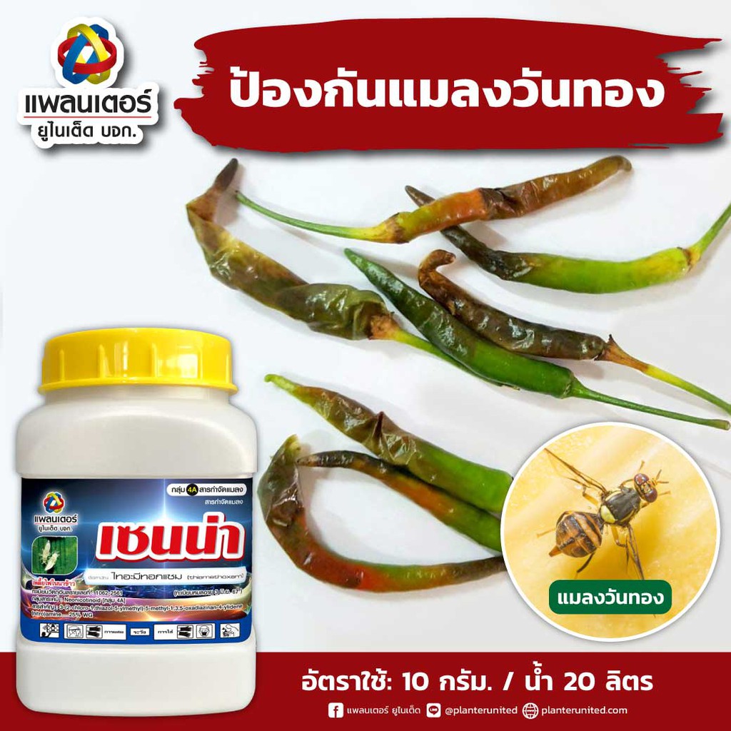 เซนน่า แบบใหม่ ชนิดซอง กำจัดเพลี้ยแป้ง เพลี้ยอ่อน เพลี้ยหอย แมลงวันทองฯ (ไทอะมีทอกแซม 25%) ยาดูดซึม สูตรเย็น 100 กรัม
