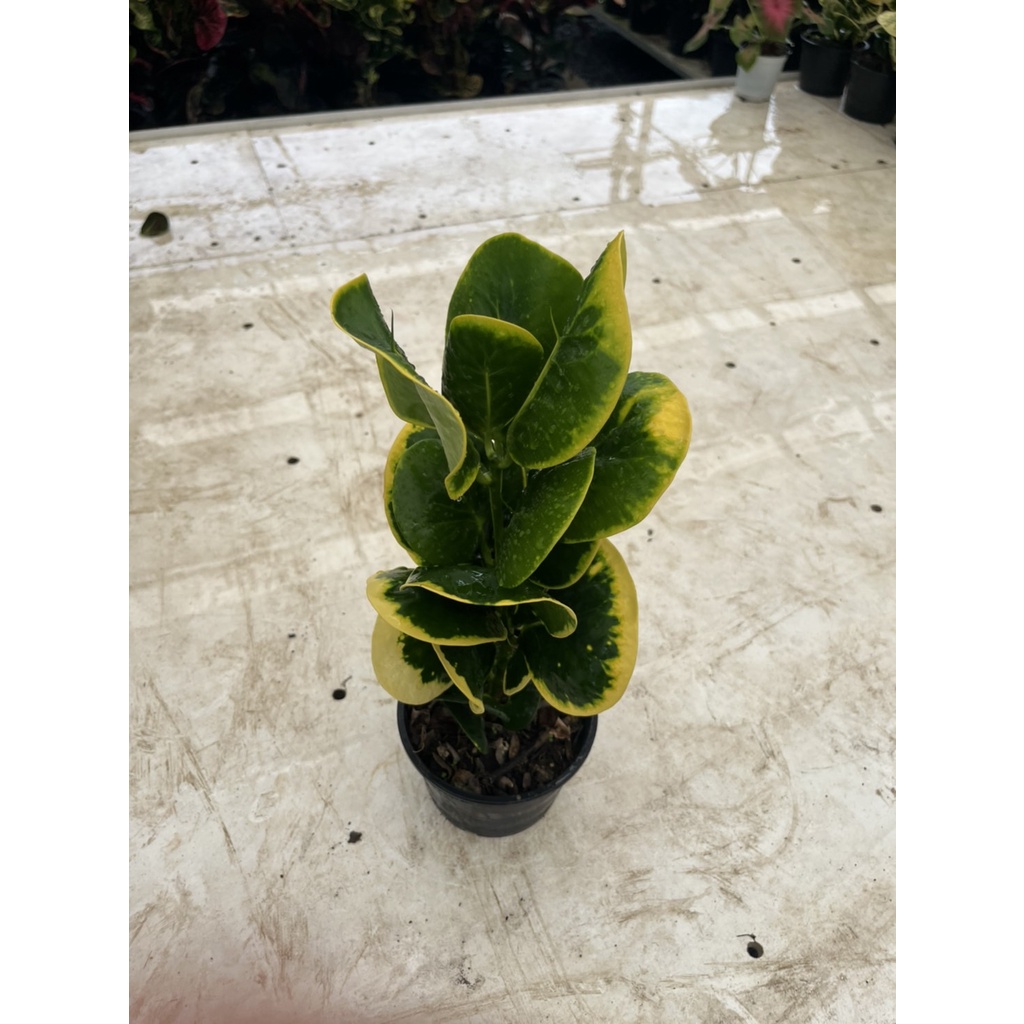 มุมมอง 2