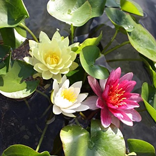 100 เมล็ด เมล็ดบัว คละสี นำเข้า บัวนอก สายพันธุ์เมล็ดบัว Waterlily Nymphaea Seeds