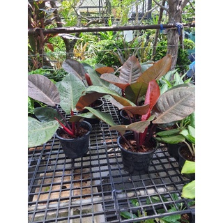 Philodendron Black cardinal แบล็คคาดินัล หรือ กุมารดำเรียกทรัพย์ ต้นไม้ตระกูลฟิโลเดนดรอน กระถาง8นิ้วฟอร์มสวย ใบดำ ใบใหญ่