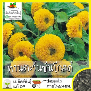 เมล็ดพันธุ์ ทานตะวัน ซันโกลด์ 35 เมล็ด Sungold Sunflower Seed เมล็ดพันธุ์แท้100% นำเข้าจากต่างประเทศ ปลูกผัก สวนครัว ถูก