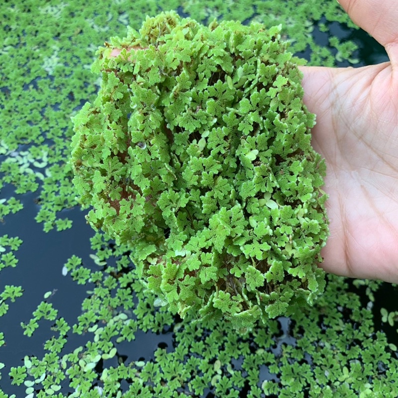 พร้อมส่ง🍃แหนแดงถุงใหญ่‼️ (5 กิโลกรัมกรมวิชาการเกษตรไมโครฟิลล่า Azolla Microphylla