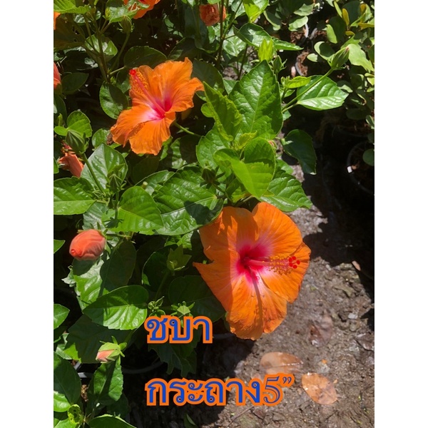 ต้นชบา ดอกใหญ่ สีส้ม กระถาง 11นิ้ว