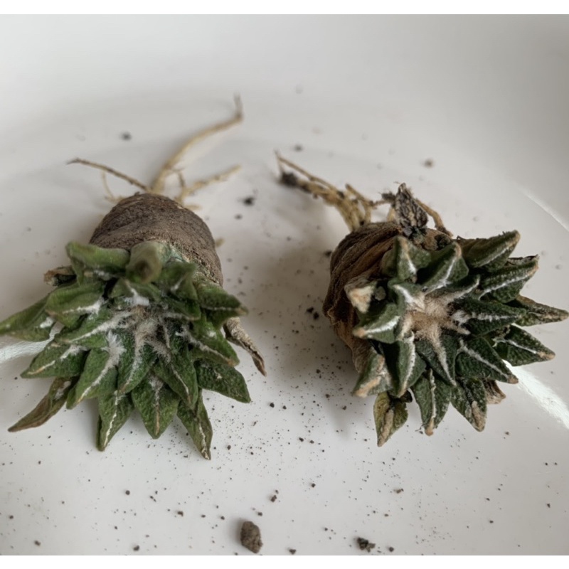 Ariocarpus (hybrid)kotschoubeyanus x (kotschoubeyanus x trigonus) อริโอคาร์ปัส ลูกผสม อายุ 7ปี