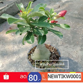 ชวนชม Adenium obesum