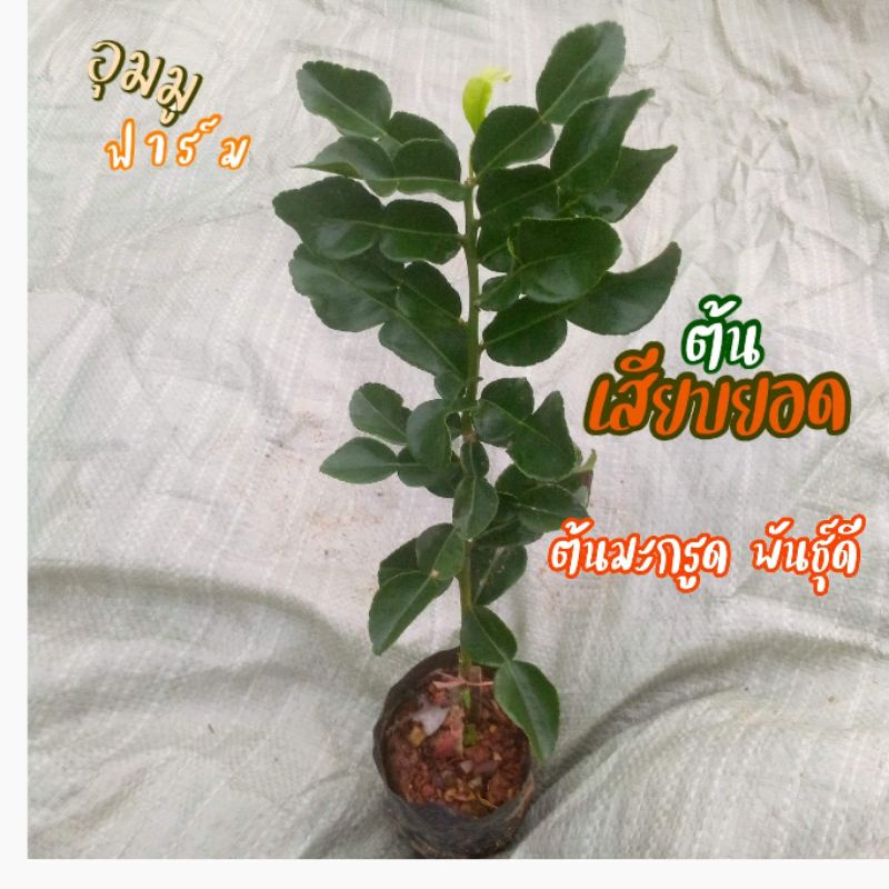 ต้นมะกรูด เสียบยอด ต้นเสียบยอดแข็งแรง ต้นมีรากแก้ว ทำให้ต้นแข็งแรง โตเร็ว ต้นละ 69บาท
