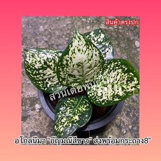 อโกลนีมา🌱อัญมณีสีขาว ส่งพร้อมกระถาง8”.