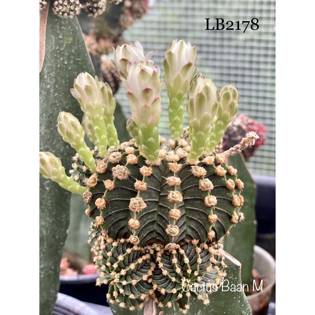 🌵LB2178 แท้ 13พู กราฟตอสามเหลี่ยม หน่อดก🌵แคคตัส ยิมโน🌵