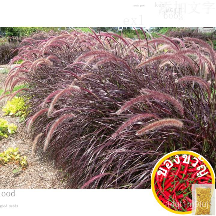 เมล็ดอวบอ้วน100%เมล็ดพันธุ์หญ้าน้ำพุแดง 5แถม2 10แถม5เมล็ดพืชคุณภาพสูงGrassCabbageKaleRussianColorLycopersiconCosmosFlow