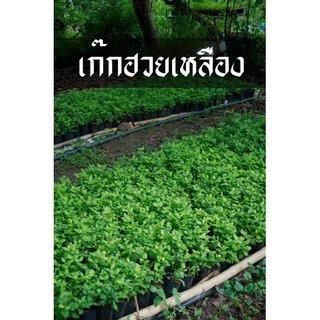 เก๊กฮวย ต้นเก๊กฮวย ดอกเหลือง ดอกดก ทนแล้ง ทนโรค
