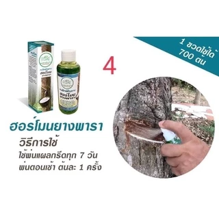 ฮอร์โมนยางพารา✅เพิ่มผลผลิต ✅ลดต้นทุน ✅ประหยัดแรงงาน