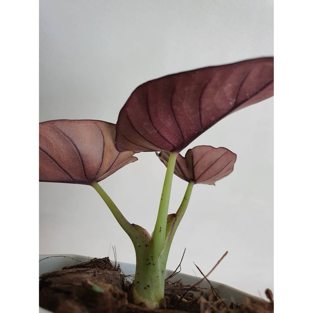 มุมมอง 3