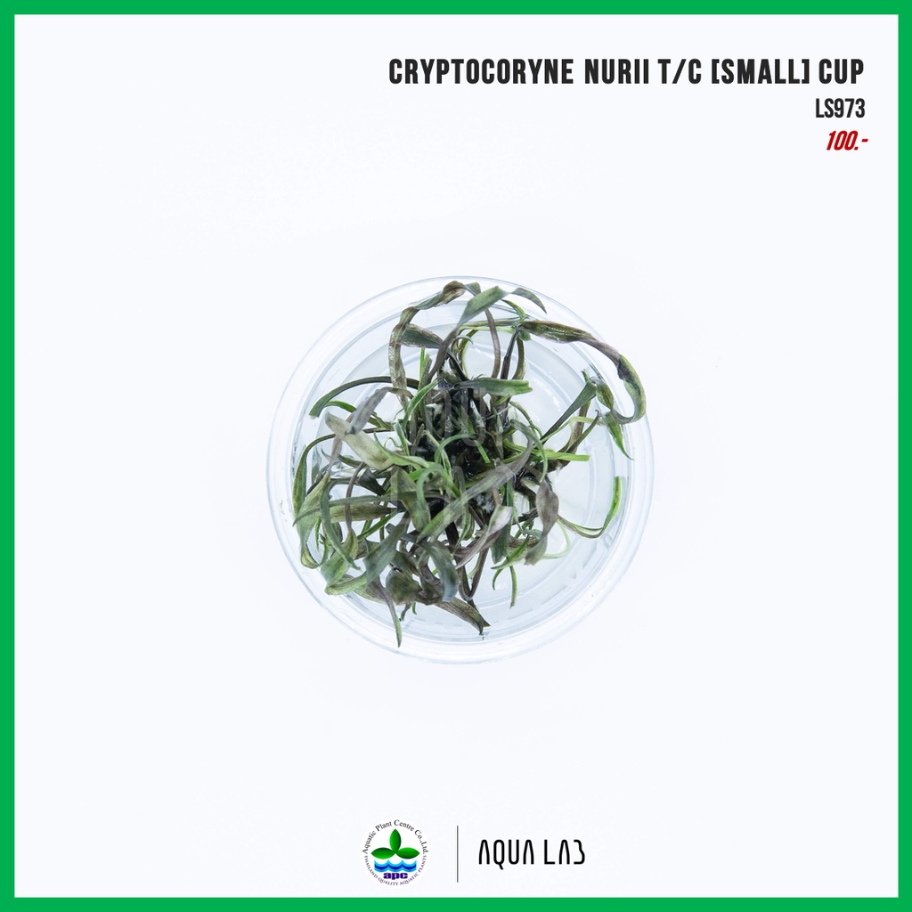[APC] Cryptocoryne nurii (คริปนูรี่) [ไม้น้ำ - Aquatic Plant] LS973