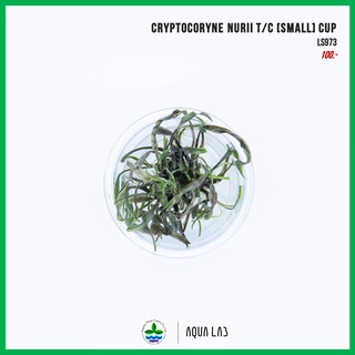 [APC] Cryptocoryne nurii (คริปนูรี่) [ไม้น้ำ - Aquatic Plant…