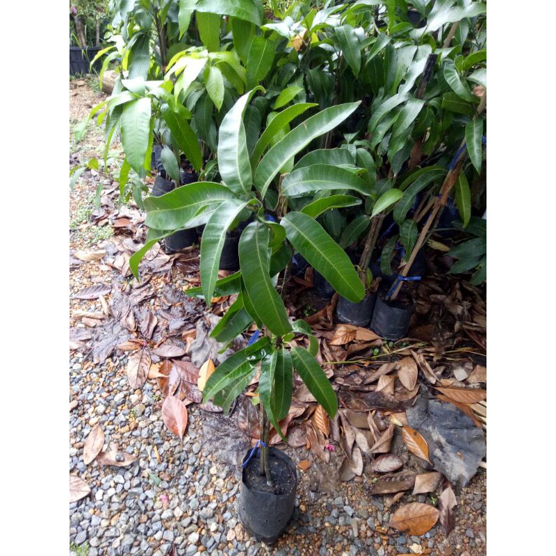 ต้นมะม่วงอาร์ทูอีทู มะม่วงแอบเปิ้ล มะม่วงR2E2