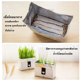 หญ้าแมวแบบกล่อง ครบชุดพร้อมปลูก ต้นอ่อนข้าวสาลี หญ้าเเมว สำหรับสัตว์เลี้ยง หญ้าแมว[มือใหม่ก็ปลูกได้ เมล็ดพันธุ์คุณภาพ]