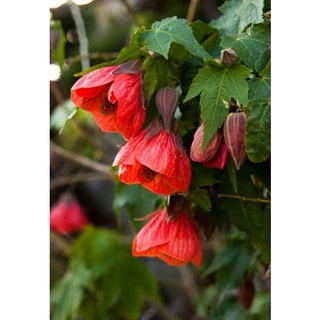 เมล็ดพันธุ์ชบาโคมคละสี Mix Abutilon Seed เมล็ดพันธุ์ของแท้ คุณภาพดี นำเข้าจากต่างประเทศ