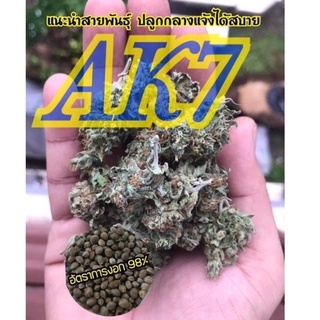 เมล็ดกัญชา Ak 4 7(Auto) 🍀นำเข้า พร้อมลงปลูก มีวิธีเพาะให้ ของแท้