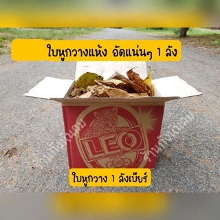 ใบหูกวางแห้ง1ลังเบียร์ 50฿หน้าฝนหายาก
