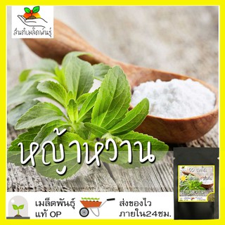 เมล็ดพันธุ์ หญ้าหวาน 50 เมล็ด Stevia Seeds เมล็ดพันธุ์แท้100% นำเข้าจากต่างประเทศ ปลูกผัก สวนครัว ราคาถูก ประหยัด