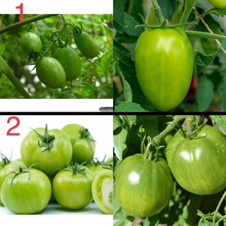 เมล็ดพันธุ์ มะเขือเทศ เชอรี่สีเขียว (Green Grape Tomato Seed) บรรจุ 20 เมล็ด ผลดก หวานอมเปรี้ยว