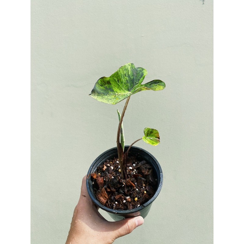 Colocasia Mojito โคโลคาเซีย โมฮิโต้ (Rare)