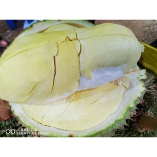 🌳​ต้นทุเรียนหมอนทองจันทบุรีกิ่งกะโดง(เสียบยอด)​ถุงเบอร์9🌳