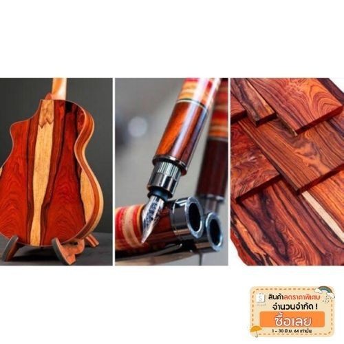 ต้นกล้า Cocobolo ไม้สกุลพยุงที่โตเร็วที่สุด และมีความต้องการอย่างสูงในตลาดจีนตอนนี้