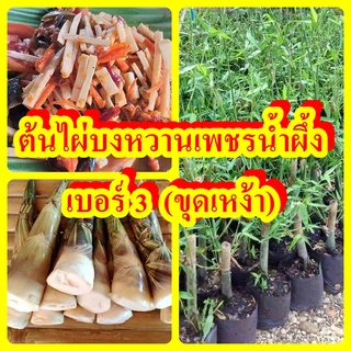 ไผ่บงหวานเพชรน้ำผึ้ง ไผ่ทานดิบได้ หวาน กรอบคล้ายยอดมะพร้าว ต้นพันธุ์ขุดเหง้าแข็งแรง ปลูก 6 เดือนได้ทานหน่อ