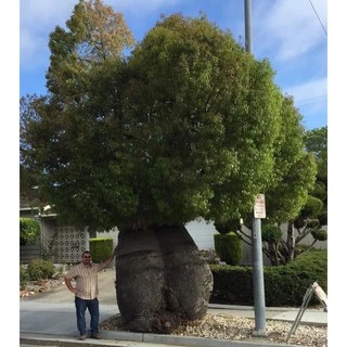บอทเทิลทรี (Queensland bottle tree)ต้นขวด ไม้ยักใหญ่ สูง 65-75 ซม.