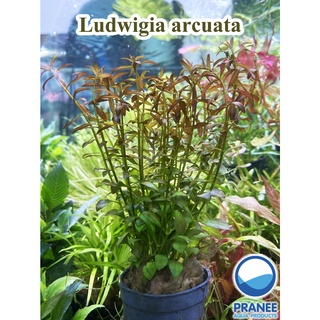 Ludwigia arcuata (ลัดวิเจีย อควาต้า) พร้อมปลูก ต้นไม้น้ำ ไม้น้ำตู้ปลา