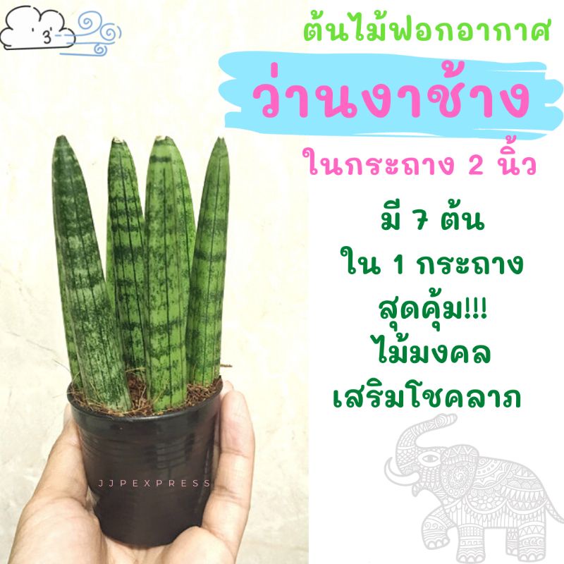 ว่านงาช้าง ในกระถาง 2 นิ้ว ว่านงาช้าง ต้นไม้มงคล เสริมโชคลาภ รากแน่นแล้วนะคะ