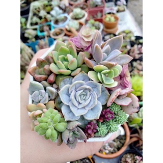 ไม้อวบน้ำ succulent รวมชนิดมีรากแข็งแรง