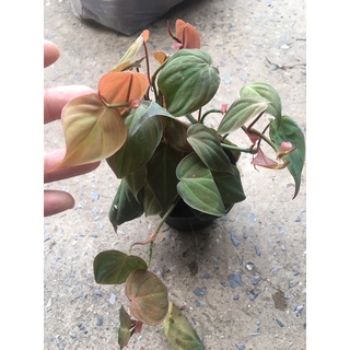 พลูหัวใจกำมะหยี่ ( ฟิโลหัวใจกำมะหยี่) Philodendron hederaceum Micans Heart leaf-​Velvet💕