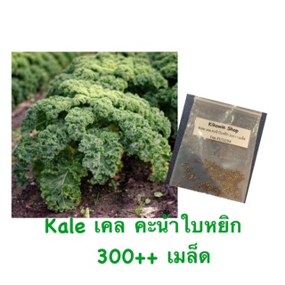 เมล็ดพันธ์ุ เคล kale เคลใบหยิก เคลใบหยัก คะน้าใบหยิก(10แถม1) 300++ เมล็ด