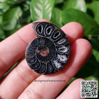 ฟอสซิลแอมโมไนต์สีดำ Black Ammonite