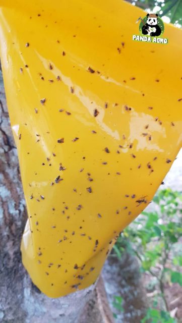 กาวเหนียวดักแมลง ชนิดน้ำ ขวดพลาสติก ขนาด 1 ลิตร  *** ฟรี! ถุงพลาสติกสีเหลือง 5 ใบ สีน้ำเงินฟ้า 5 ใบ *** - รูปที่ 3