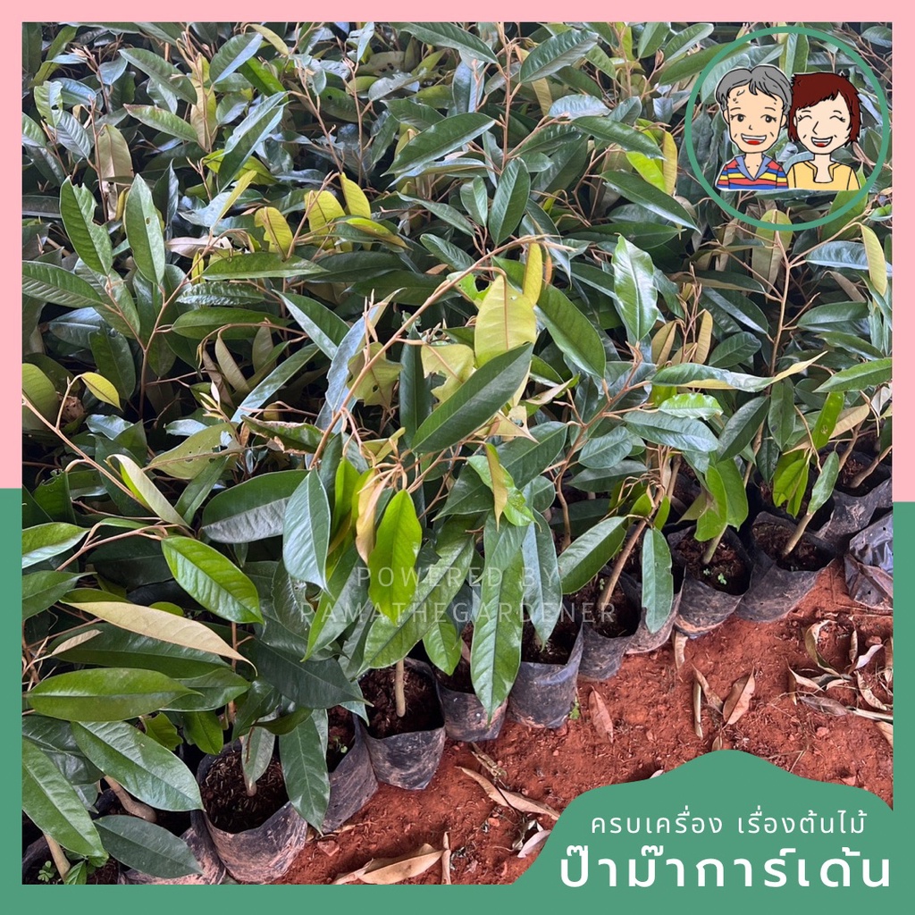 มุมมอง 2