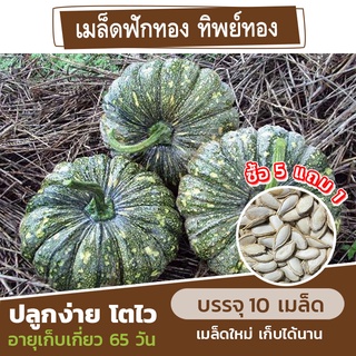 เมล็ดพันธุ์ ฟักทอง พันธุ์ทิพย์ทอง แบ่งขาย 10 เมล็ด (ซื้อ 5 แถม 1) ฟักทองลูกผสม✨