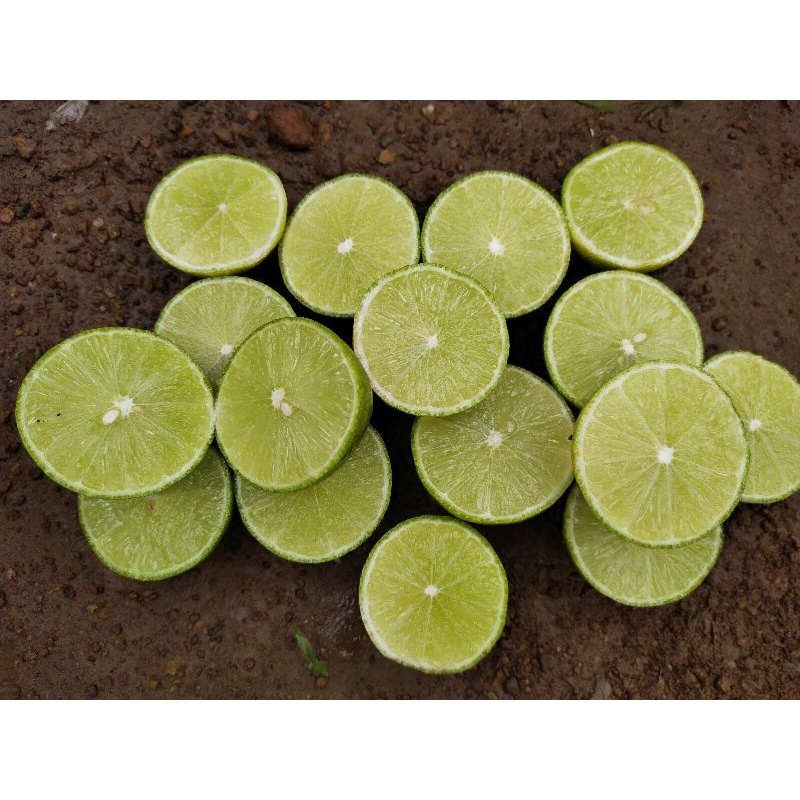 มะนาวแป้นสุขประเสริฐลูกดก ไร้เมล็ด หอมเปลือกบาง น้ำเยอะ ทนโรคดี - รูปที่ 4