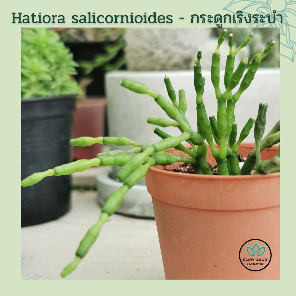 กระดูกเริงระบำ ป๊อปอาย​ กระบองเพชรไร้นาม Hatiora salicornioides Britton &amp; Rose ไม้อวบน้ำทรงแปลกกระถางขนาด 2 นิ้ว
