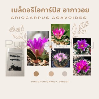 เมล็ดกระบองเพชร เมล็ดแคคตัส เมล็ด Ariocarpus agavoides 10 เมล็ด