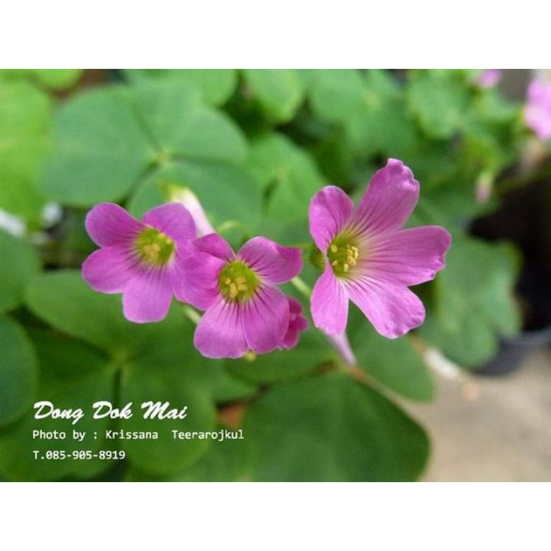 หัวพันธุ์oxalis latifolia​ดอกสีชมพู