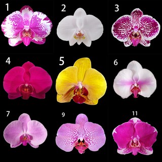 Phalaenopsis กล้วยไม้มอด แบบเลือกได้ 19 สี (ไม่มีดอกไม้) โดยกลุ่ม LS