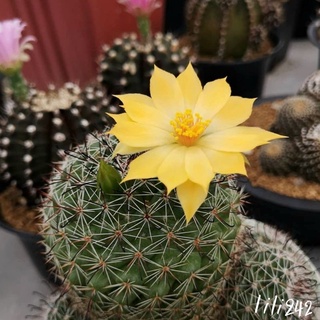 Mammillaria beneckei แมมหนามตะขอ