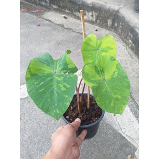 Colocasia lemon lime  สูง 35-40 เซน ลายใบชัด สวยๆ ครับ