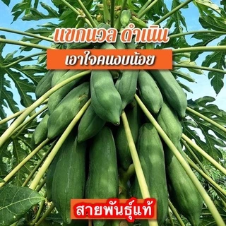 เมล็ดพันธุ์ มะละกอ สายพันธุ์แท้ตวามงอกดีมาก ทุกสายพันธุ์