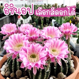 แคคตัส🌵กระบองเพชร 🌸เลือกสีดอกได้🌺 พันธุ์อิชินอปซิส (Echinopsis)