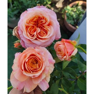 (1ต้น) ดอก ต้น กุหลาบ วิคตอเรีย ซีเครท victoria secret rose buncha